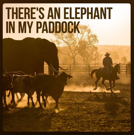 There's an elephant in my paddock podcast tile