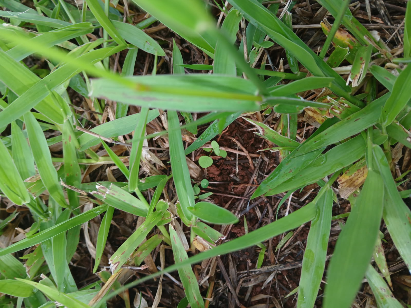 Peering down through grass canopy to see tiny legume seeds germinating.