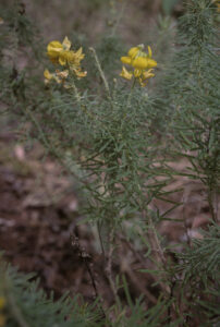Chillagoe horse poison features bright yellow pea-shaped flowers.