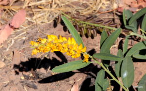 Crotalaria crispata has pointed green leaves and bright yellow pea-shaped flowers.