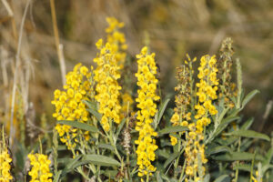 Crotalaria retusa features long stems of yellow flowers and long oblong leaves.