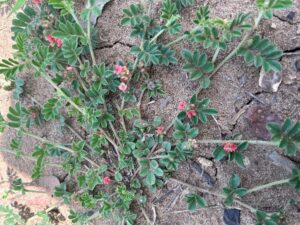 Birdsville Indigo is generally a prostrate plant with red pea-shaped flowers.