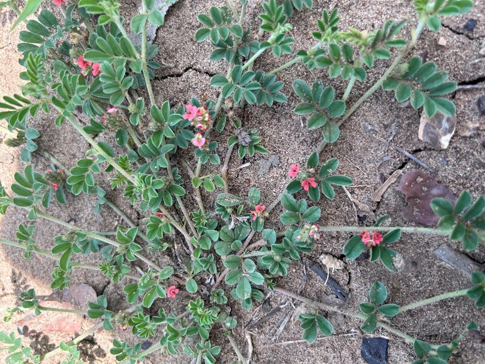 Birdsville Indigo is generally a prostrate plant with red pea-shaped flowers.