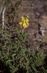 Trefoil crotalaria is not known to be tox has shorter leaves than other crotalarias and a short flower stem.