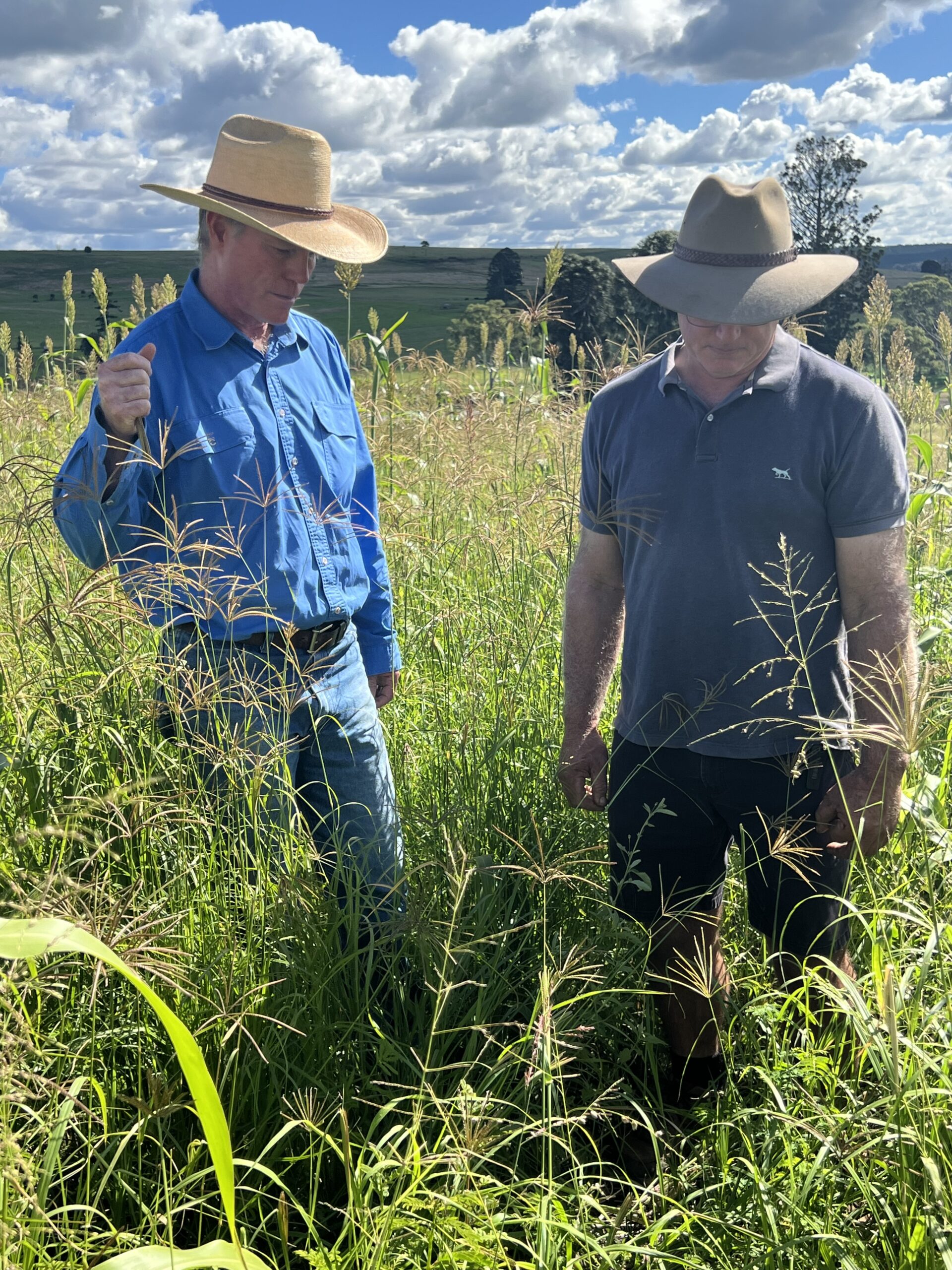 Two men standing in a paddock of green grass.