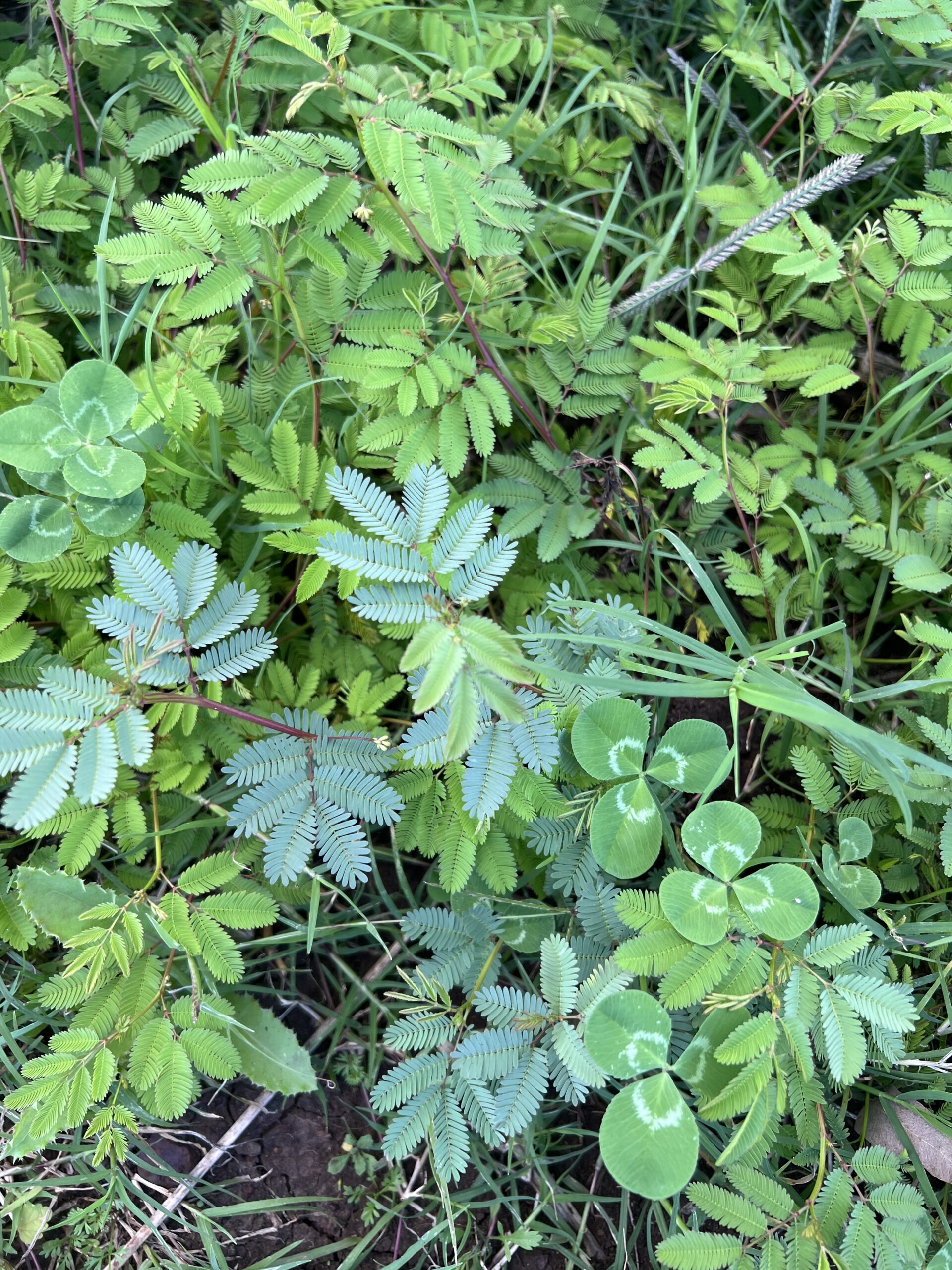 Close up photo of a mass of clover and desmanthus leaves growing in a paddock.