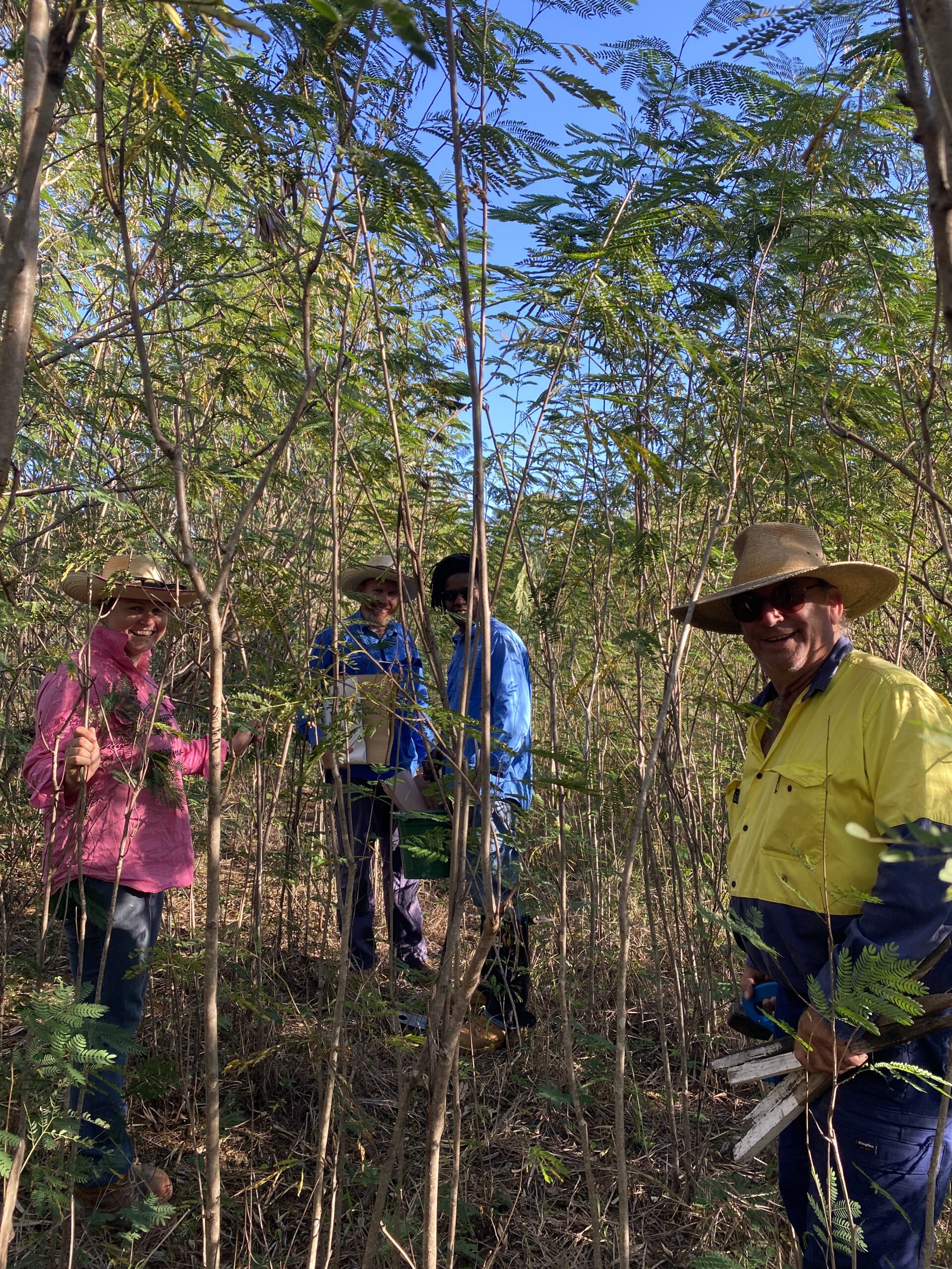 Four people standing in a leucaena forest.