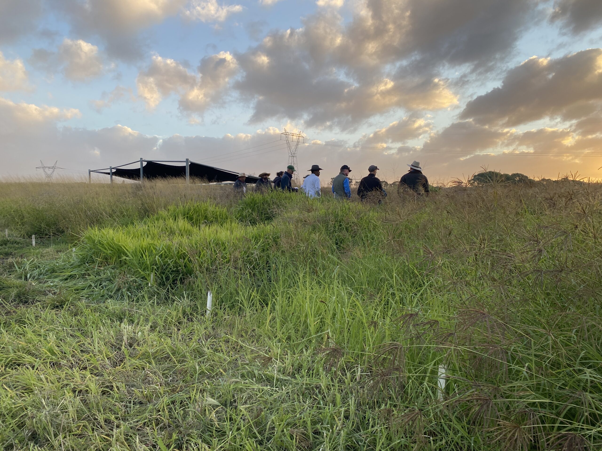 Group of people standing in a paddock of tall green grass at dusk.