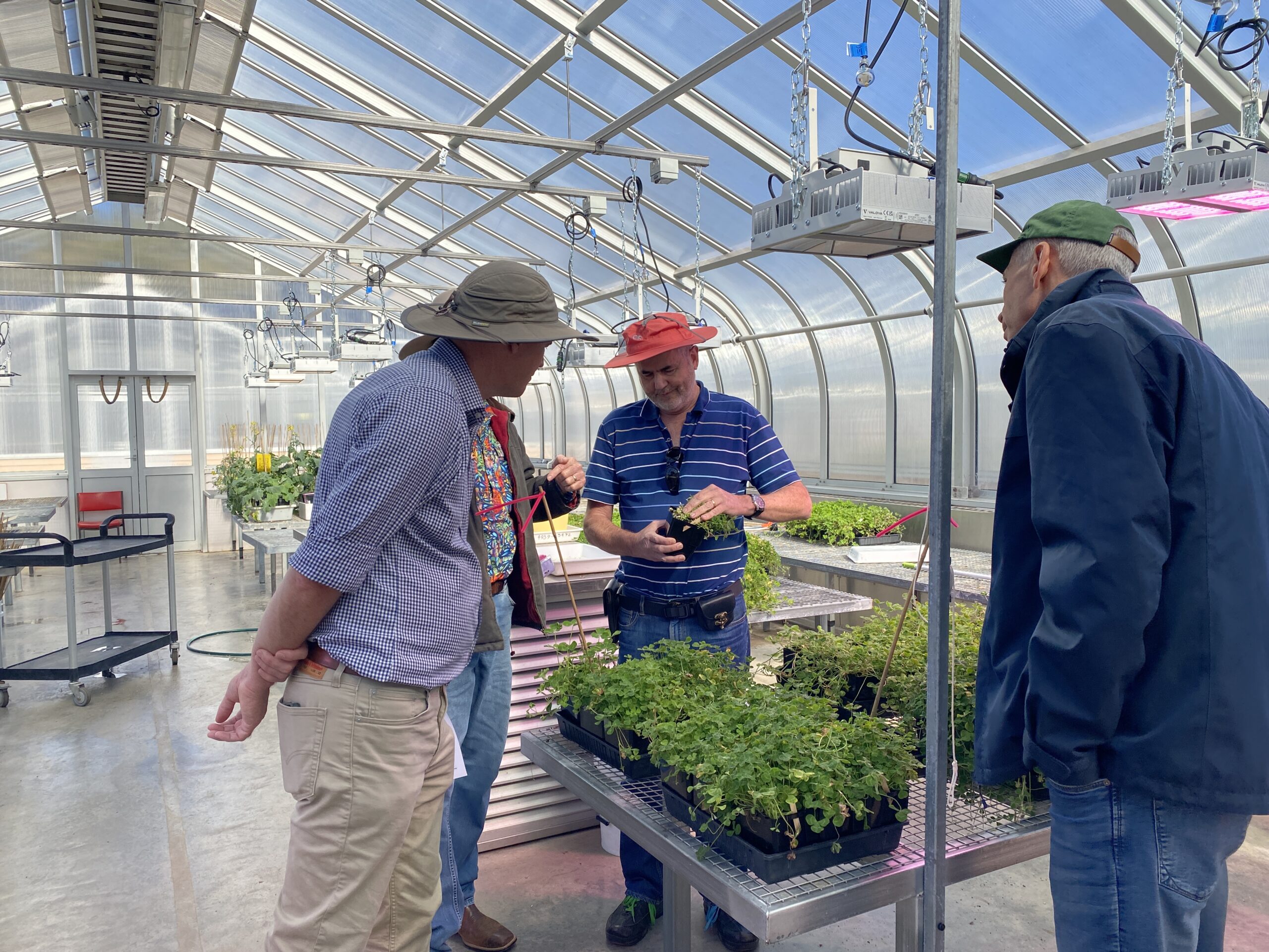 Four men standing in a glasshouse looking at seedlings of clover growing in pots.