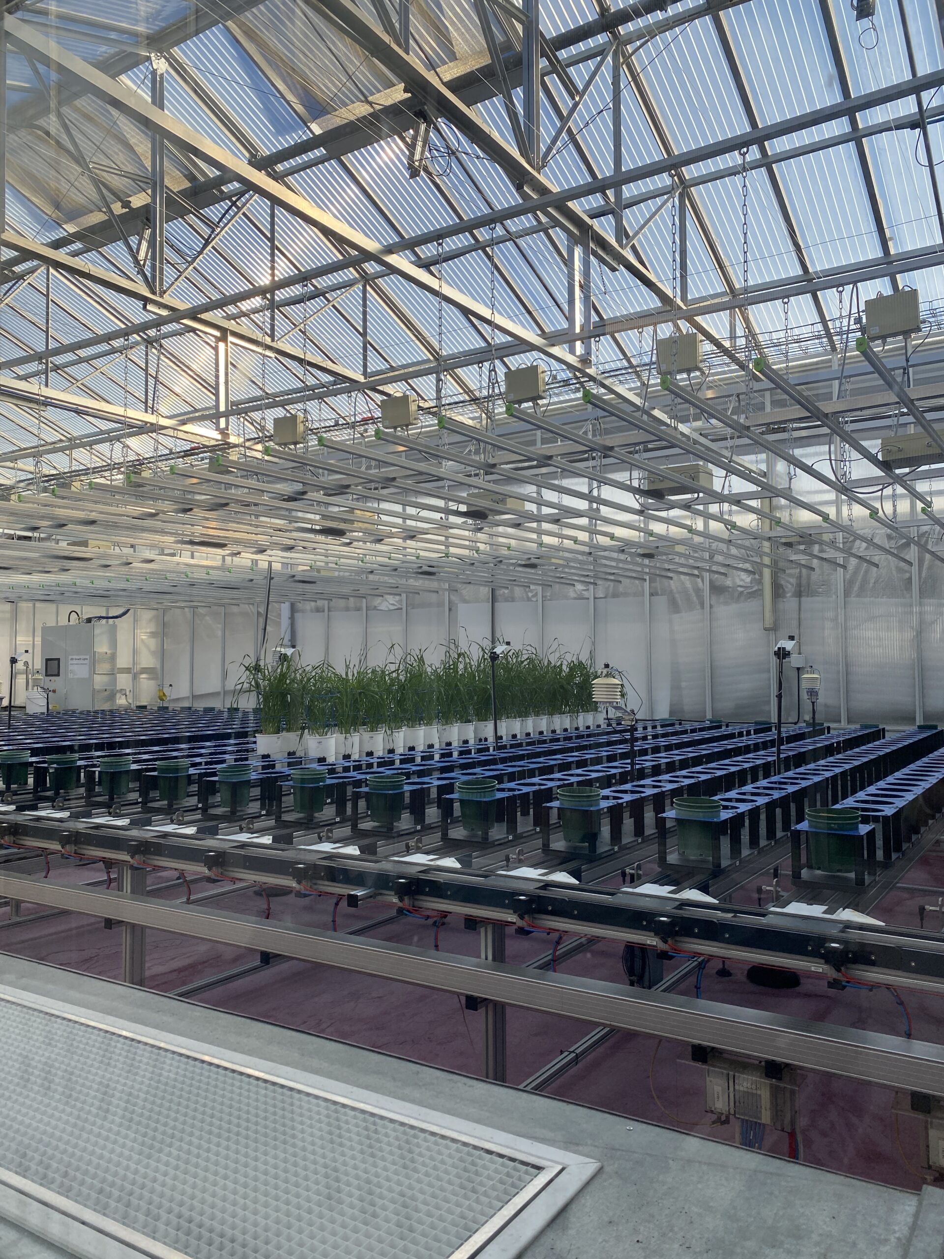 Glasshouse that has rows of pots on robotic conveyor belts.