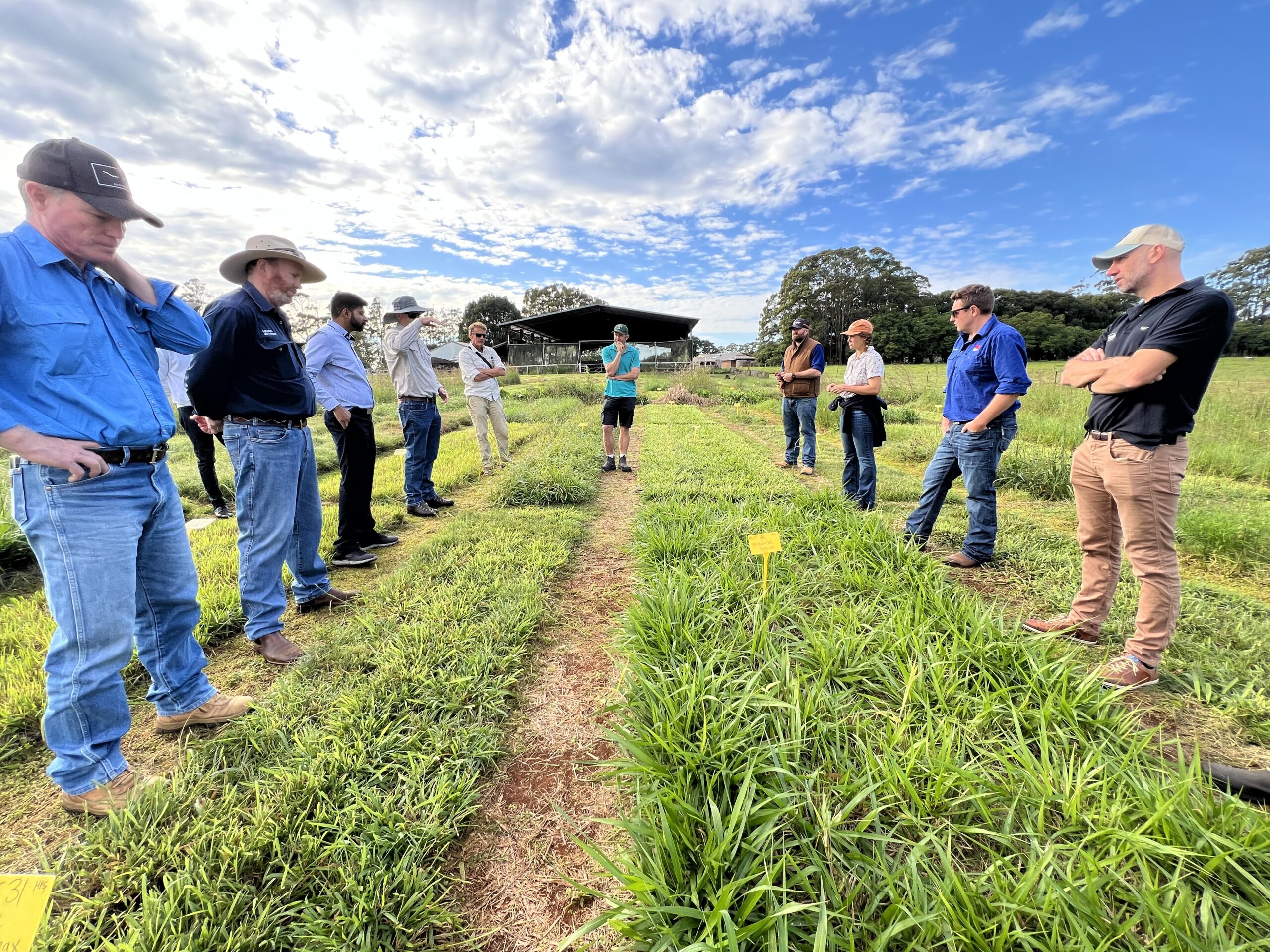 Group of people standing in a paddock where selected grasses have been planted. The areas in between are slashed.