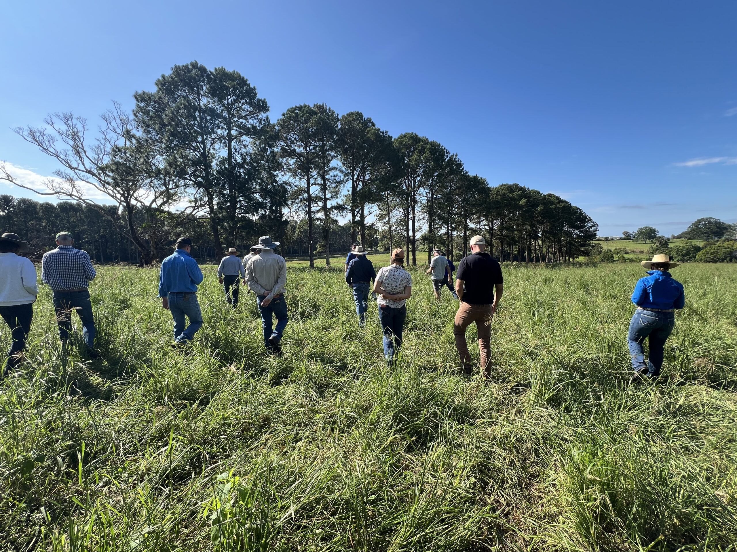 Group of people walking through a paddock of Rhodes grass.