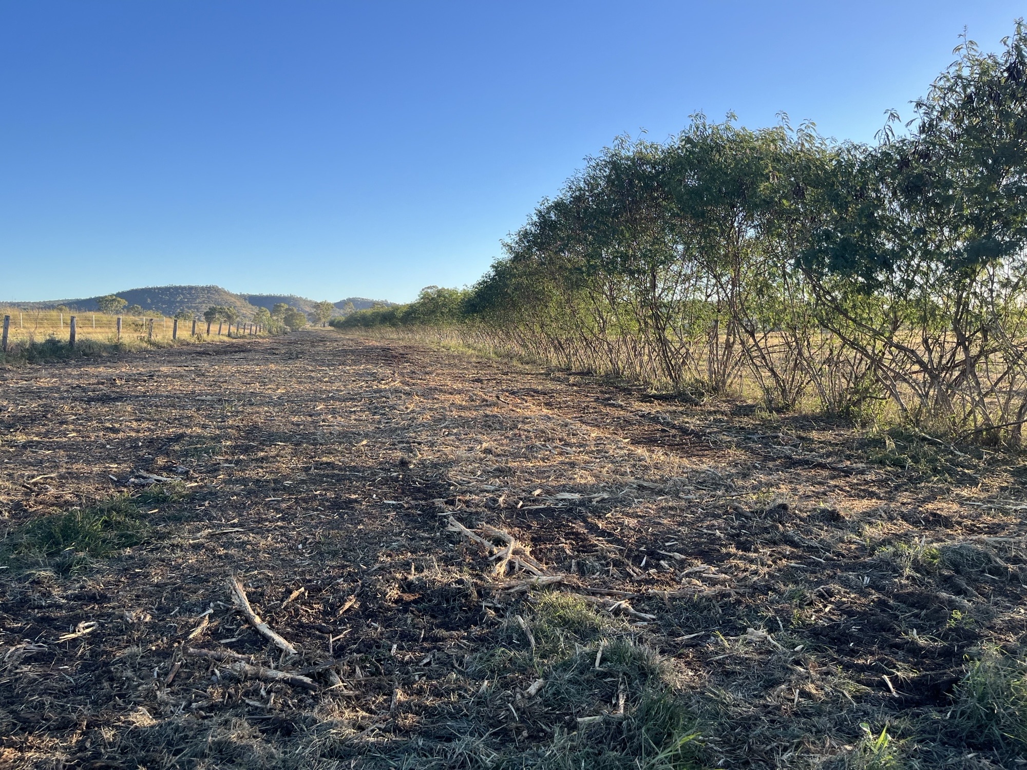 Leucaena paddock mulched to leave only 1 row.