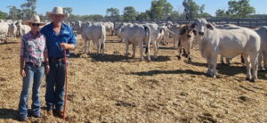 A man and woman standing in front of grey Brahman cattle