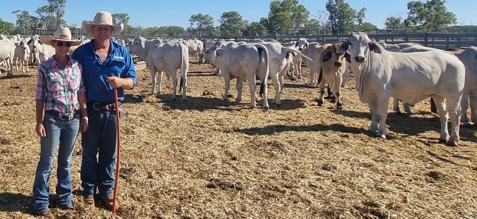 A man and woman standing in front of grey Brahman cattle