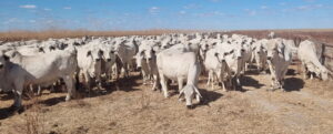 High quality grey Brahman cattle standing in a mob on a naturally treeless plain.