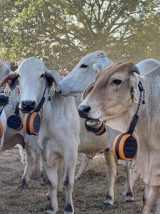 Cattle wearing a collar with a large cylindrical device hanging below (Virtual fencing)