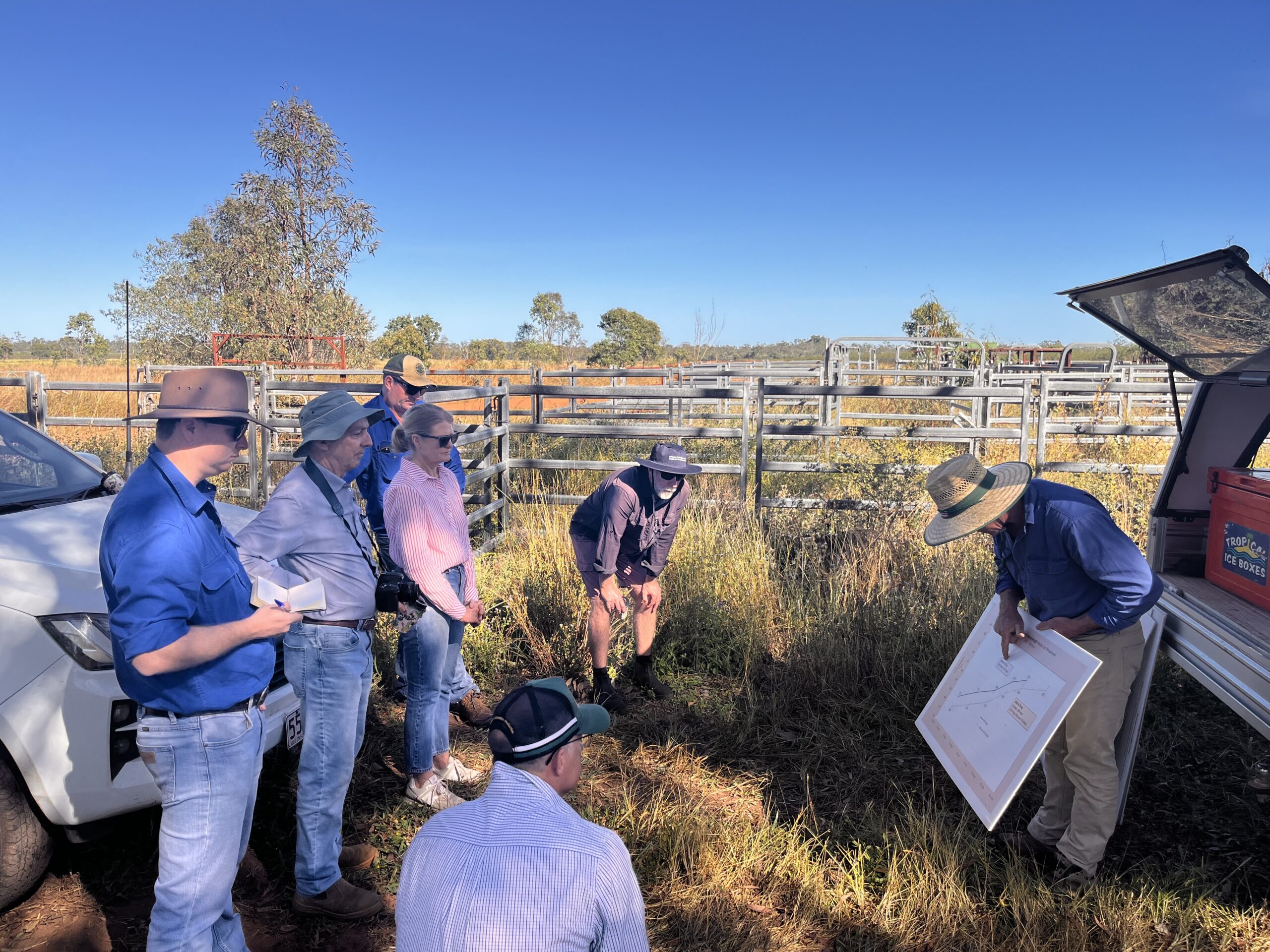 Group of people standing near cattle yards looking at display board showing data from a trial.