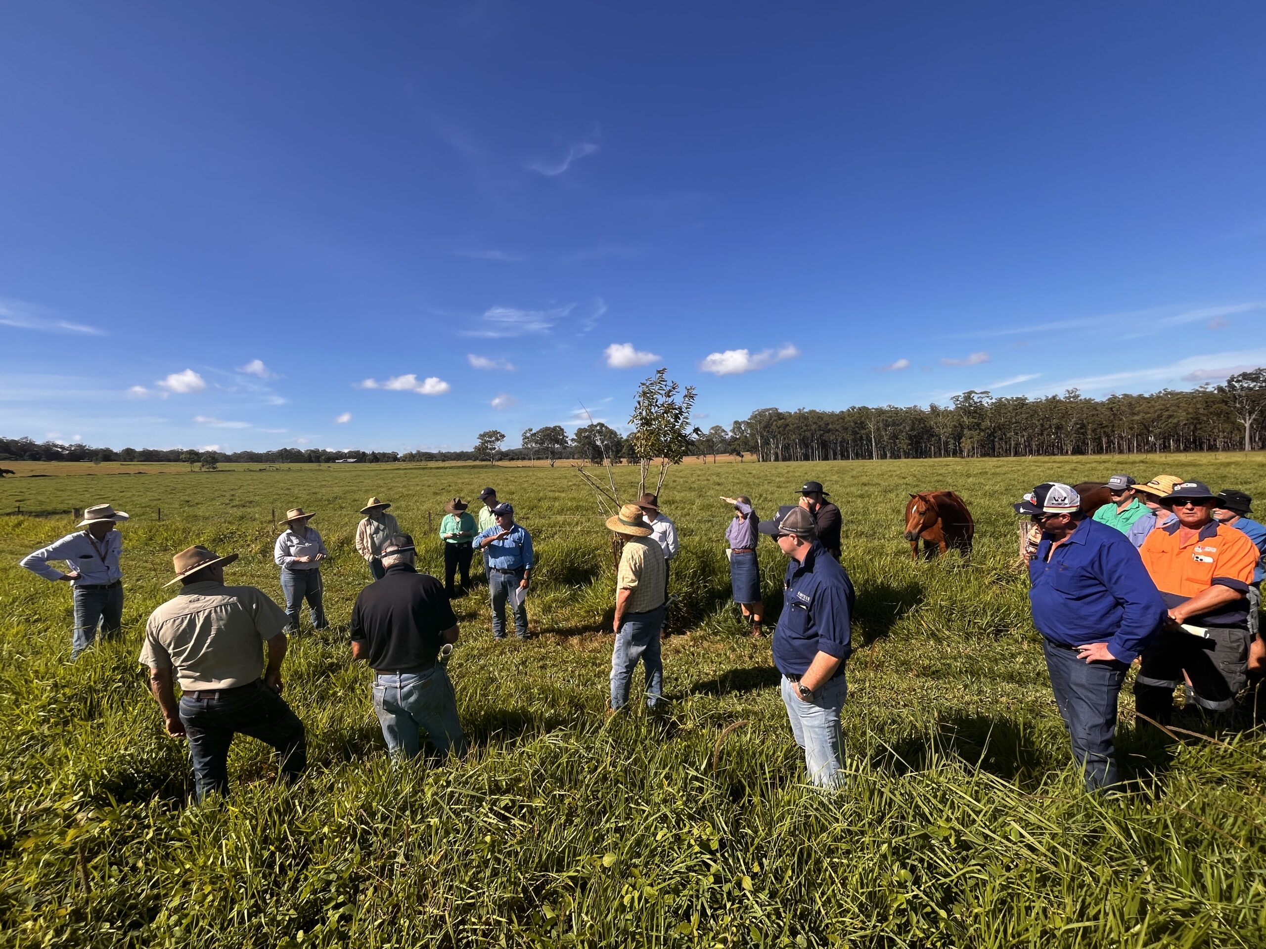 Group of people standing in a paddock of green grass with some red cattle in the background.
