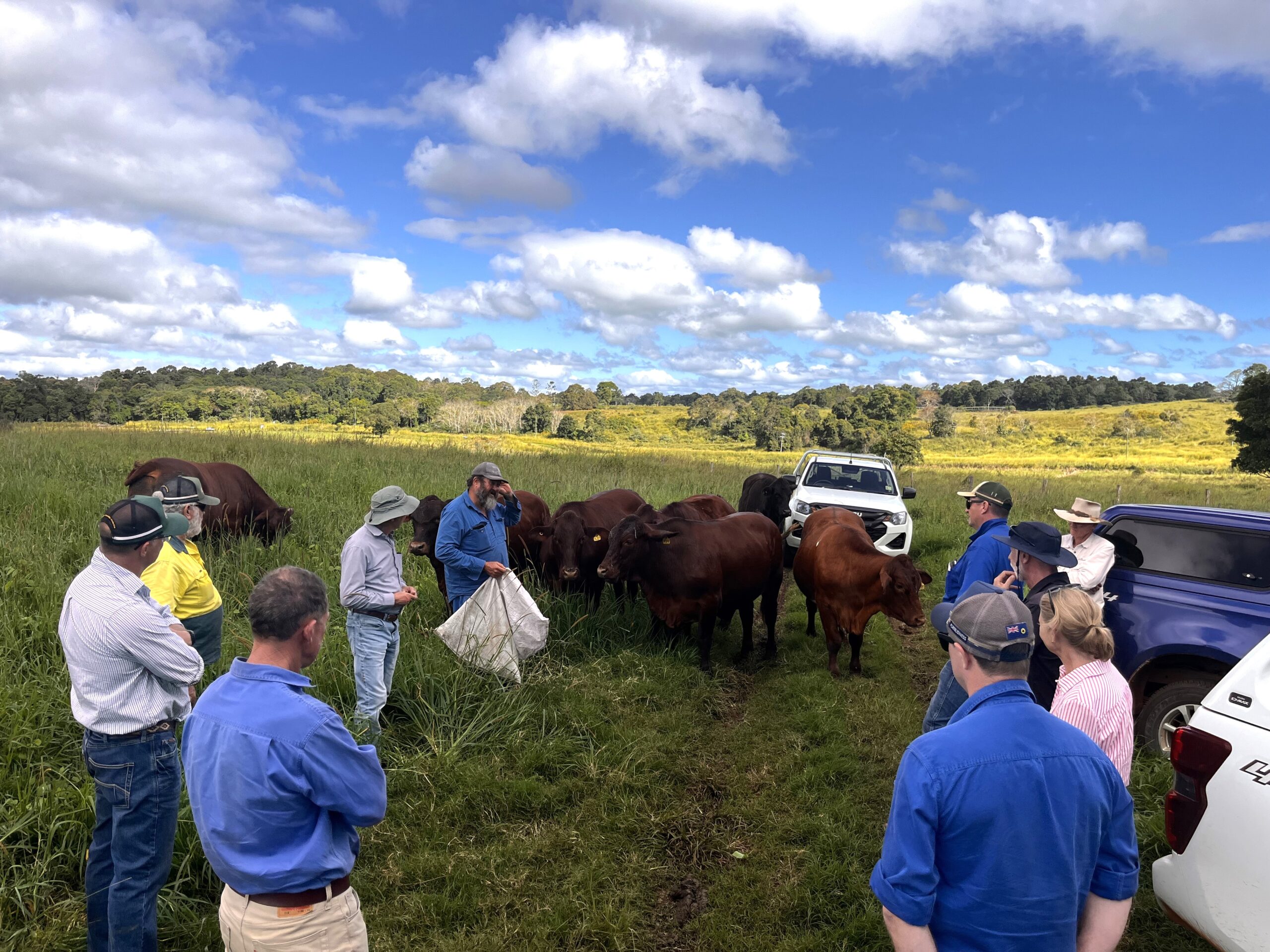 Group of people standing in a grass paddock with cattle coming up for a pat.