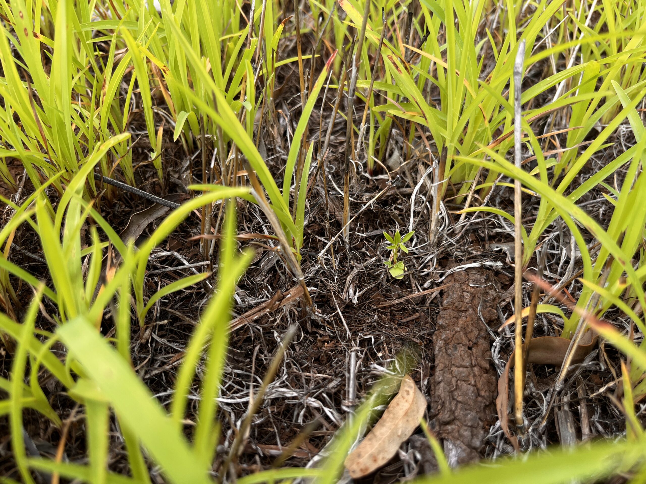 Tiny stylo seedlings growing in amongst established grass.
