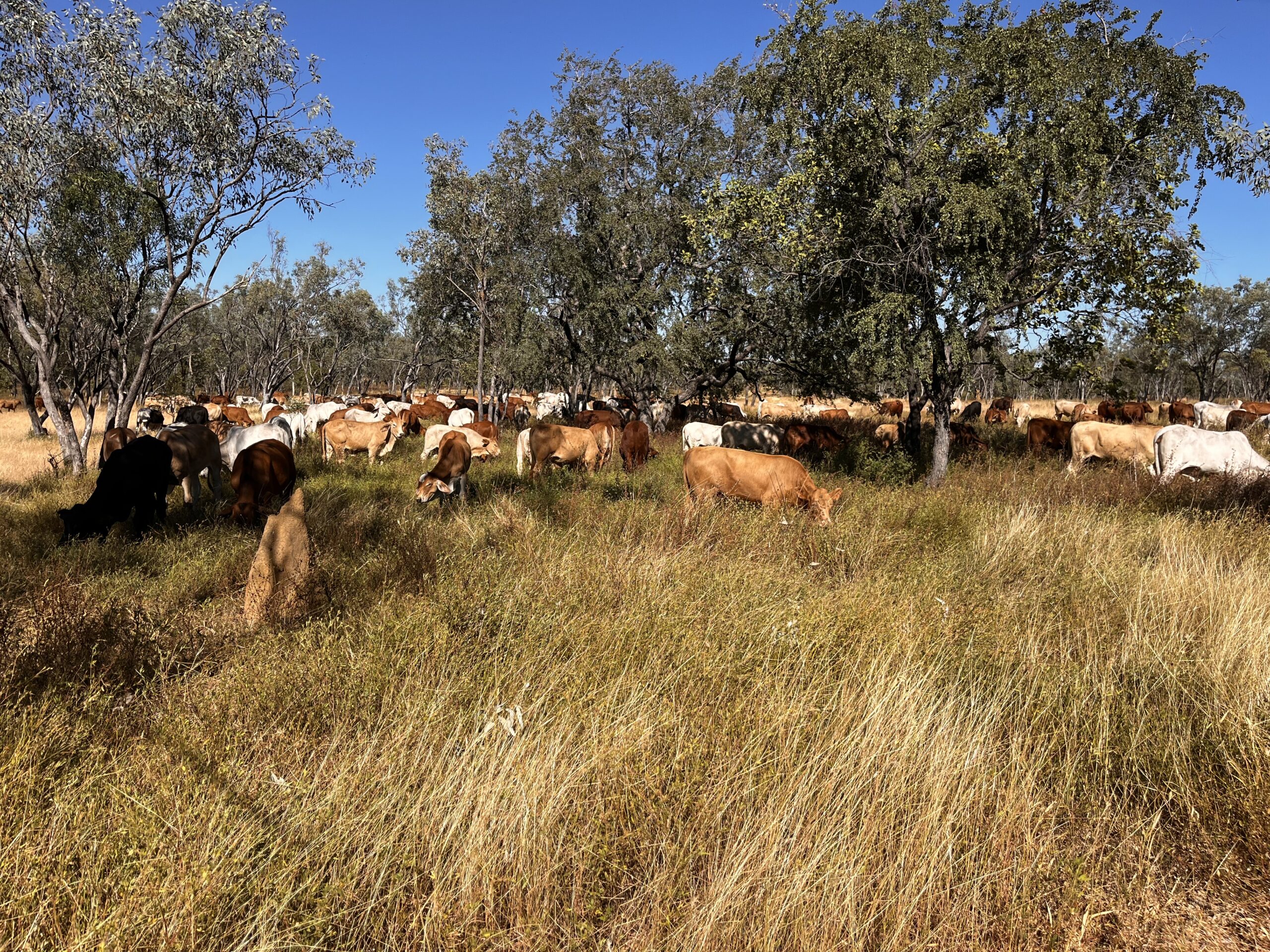 Mixed coloured weaners in a paddock of dry grass with pockets of green stylos.
