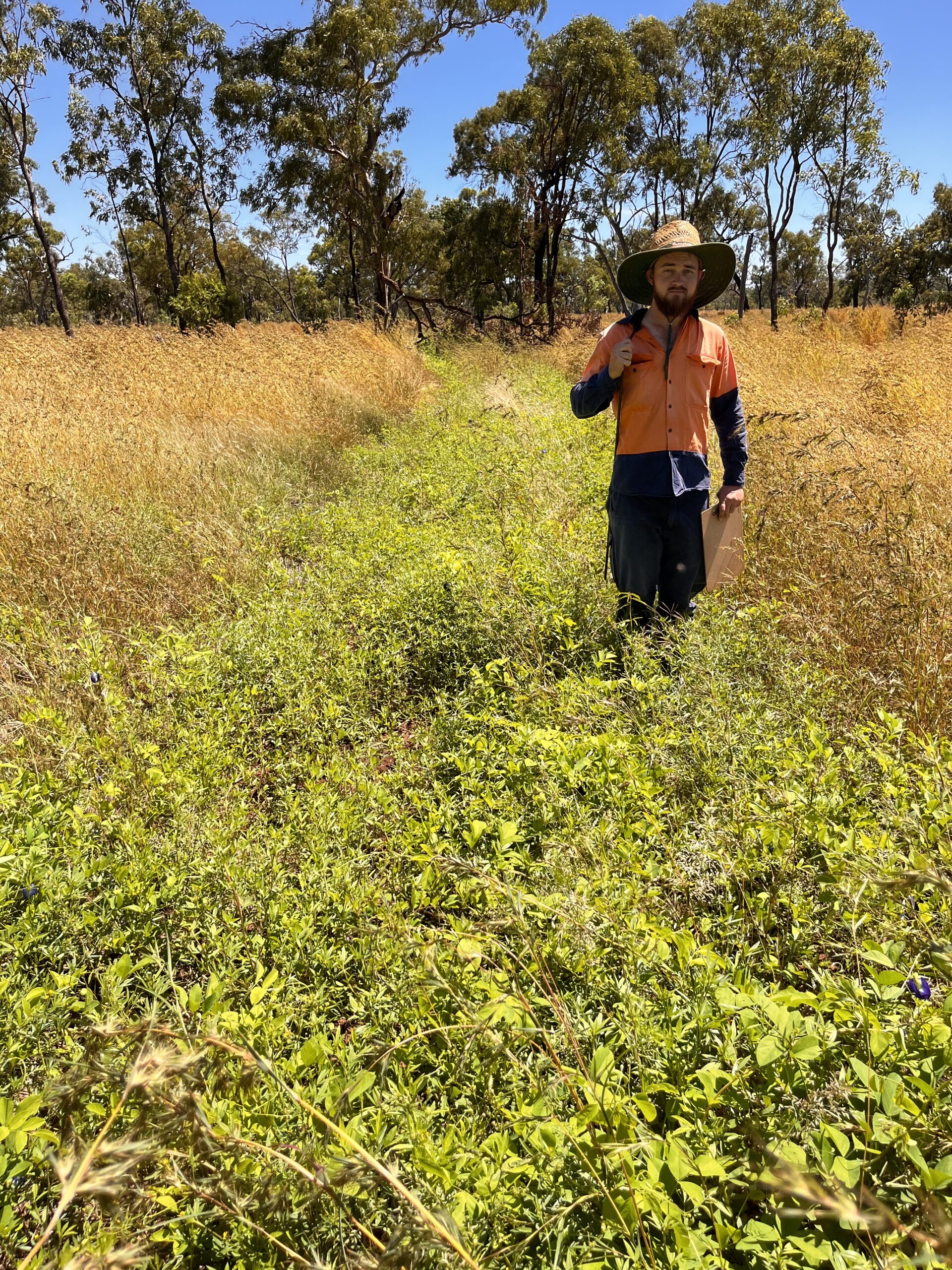 Man standing in a strip of stylos up to his knees, planting in amongst a paddock of dry grass.