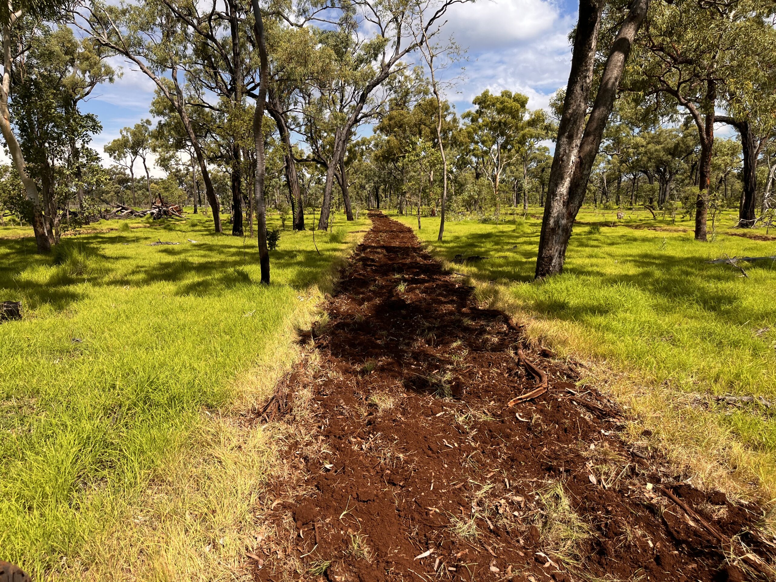 Cultivated strip of red earth that has some regrowth of grass killed with herbicide, in amongst a paddock of grass and trees.
