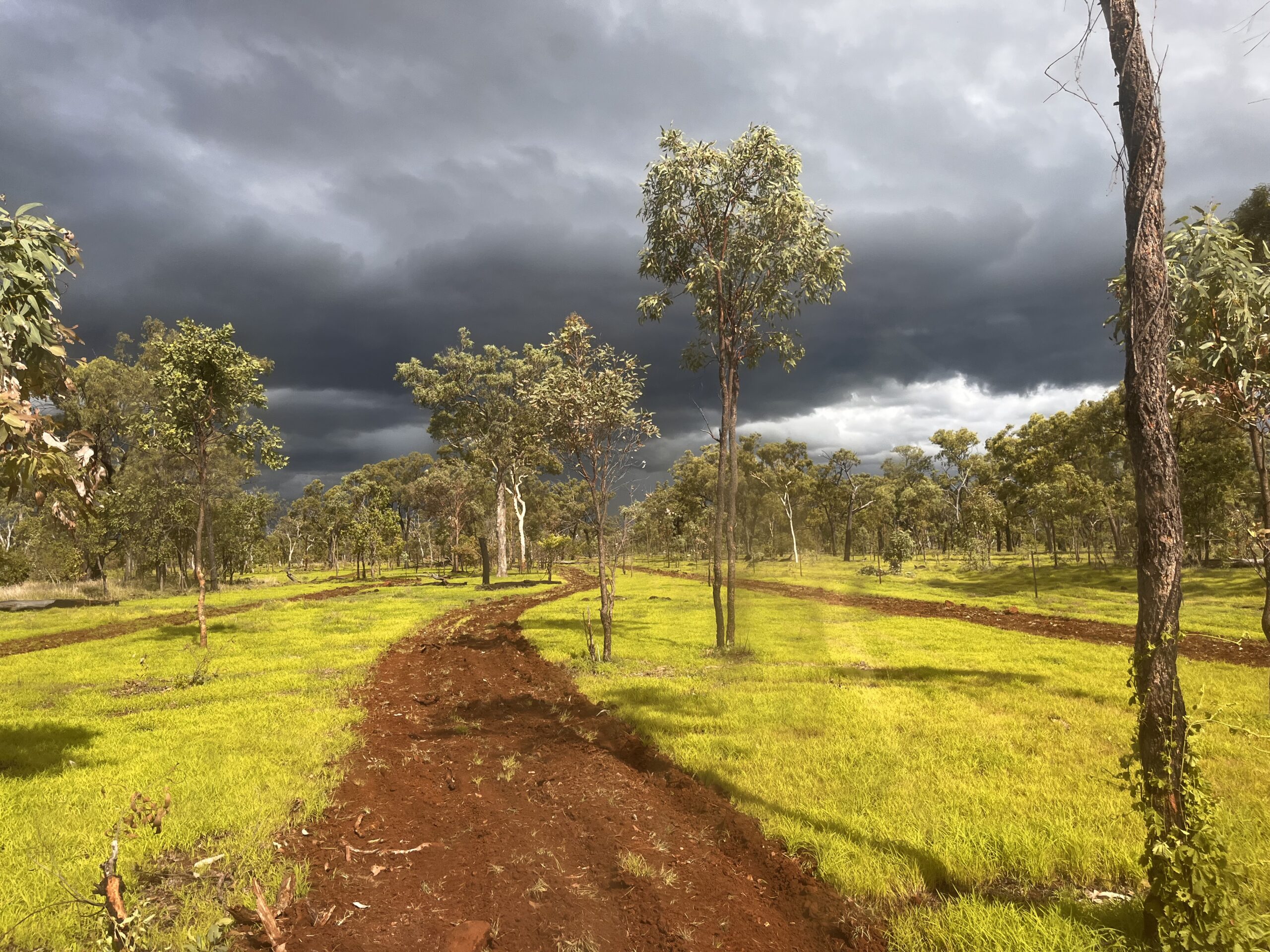Cultivated strip of red earth in amongst a paddock of grass and trees.