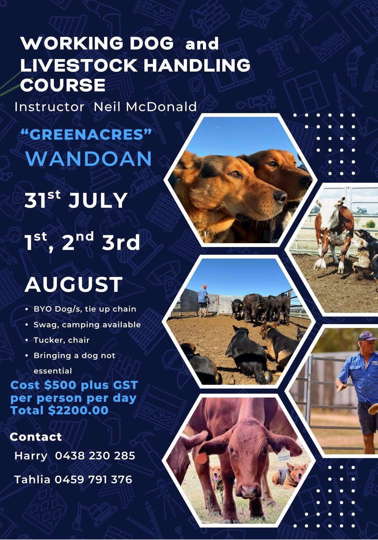 Neil McDonald working dog and livestock handling course, Roma, 31 July - 3 August.