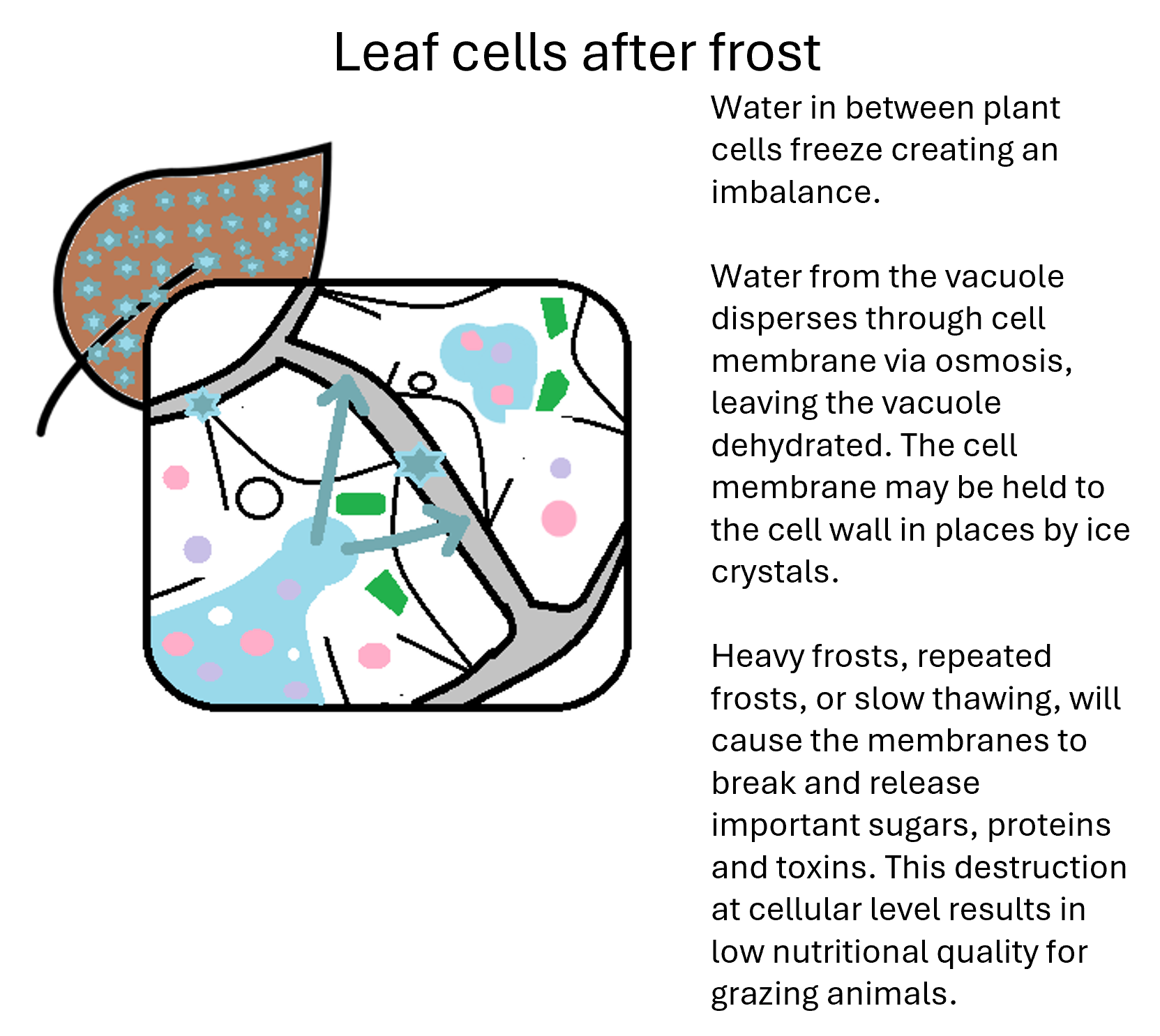 A diagram of a frosted leaf. The cross-section indicates that the cell membranes are damaged due to freezing-induced dehydration, releasing the contents of the cell.