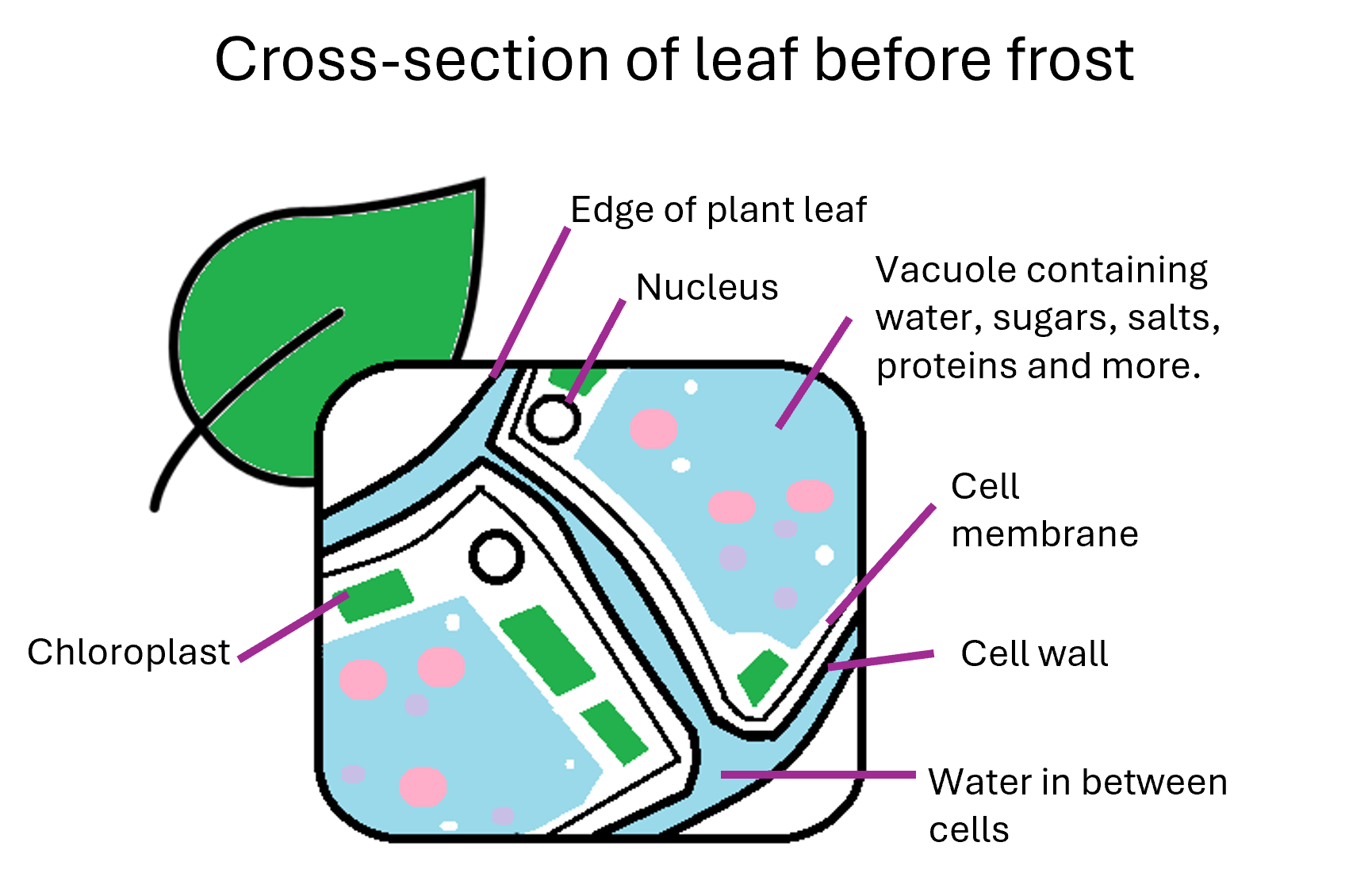 A diagram of plant cell structure