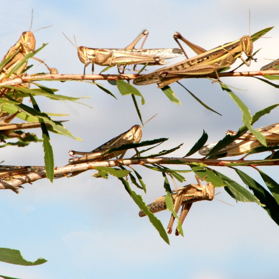 Locusts sitting on a branch.
