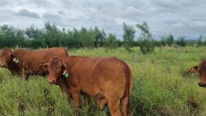 Steers in a paddock with leucaena at Spyglass Research Facility.