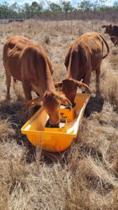 Two red steers eating lick blocks out of a yellow tub. Grass is brown.