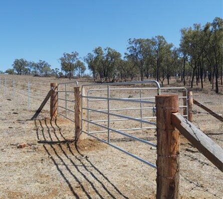 New fencing co-funded by a Farm Business Resilience Program grant. The division of a large paddock will assist in grazing management in drought conditions.
