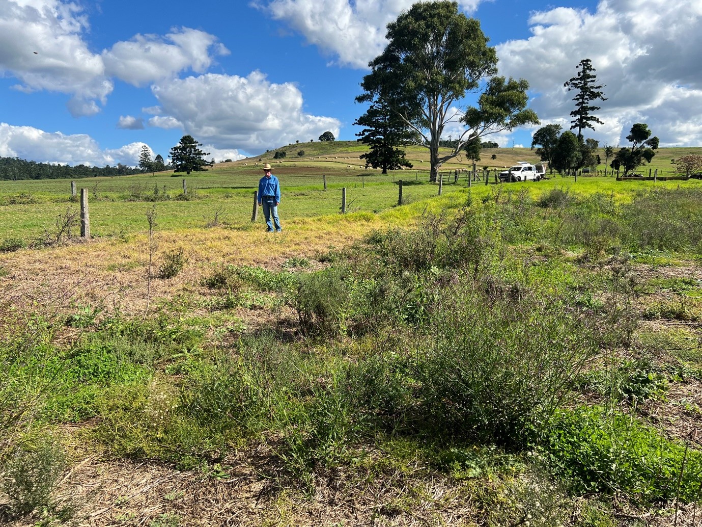 Man standing in a patch of dead grass along a fence line with healthy grass in the background and weeds in the foreground.