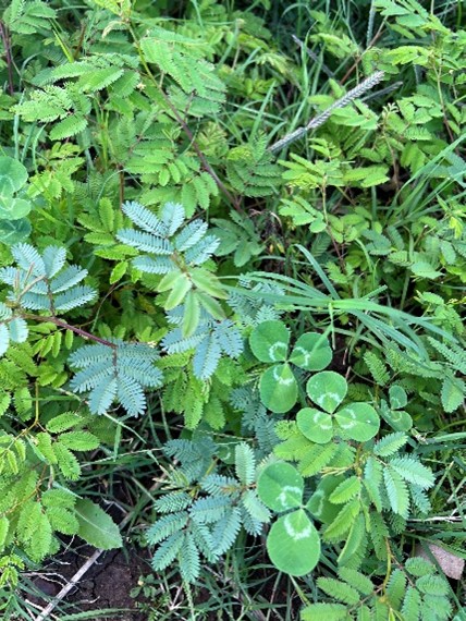Close up photo of desmanthus and clover leaves growing intertwined with each other.