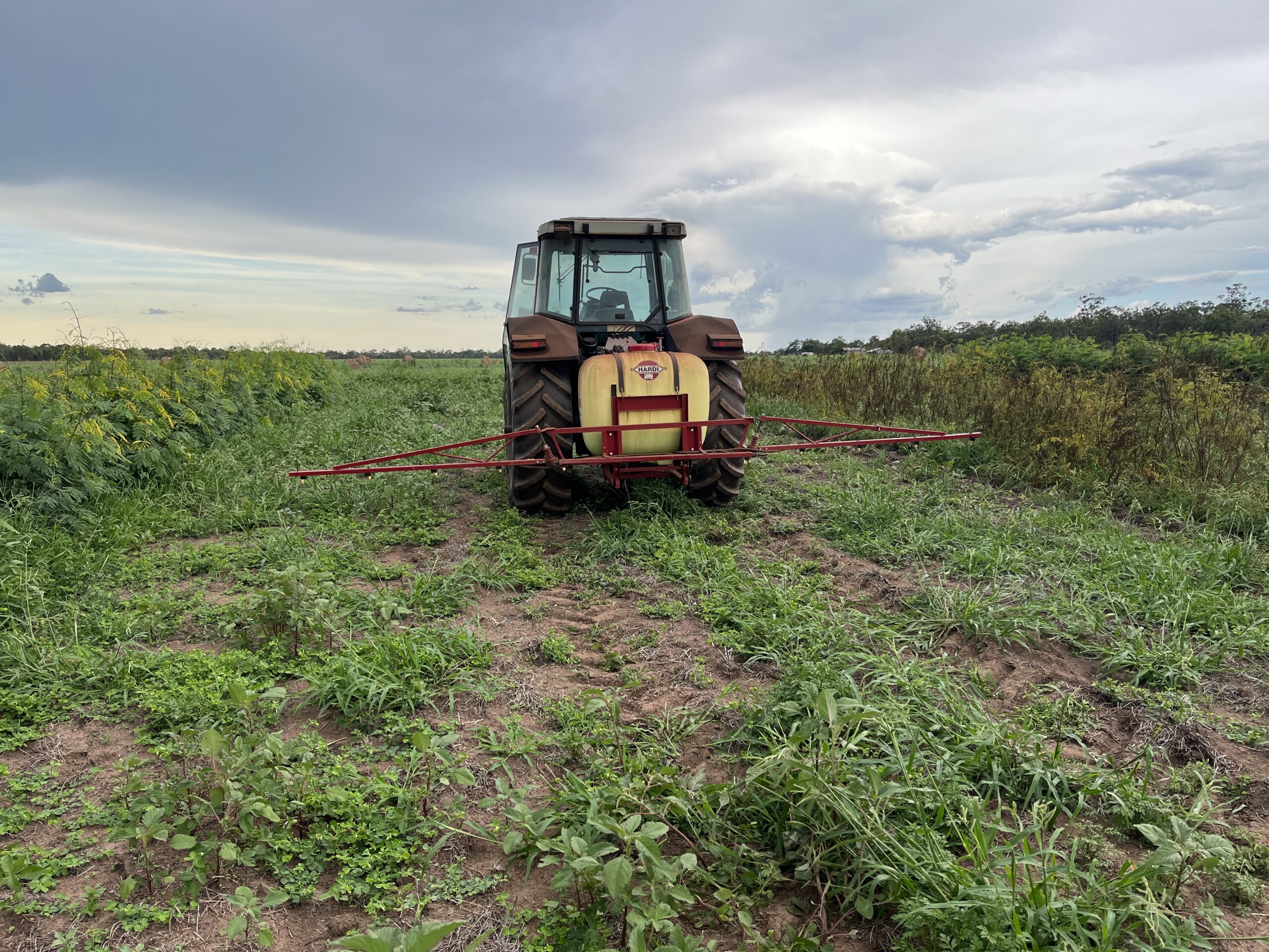 Tractor towing a spray rig to spray weeds in leucaena rows.