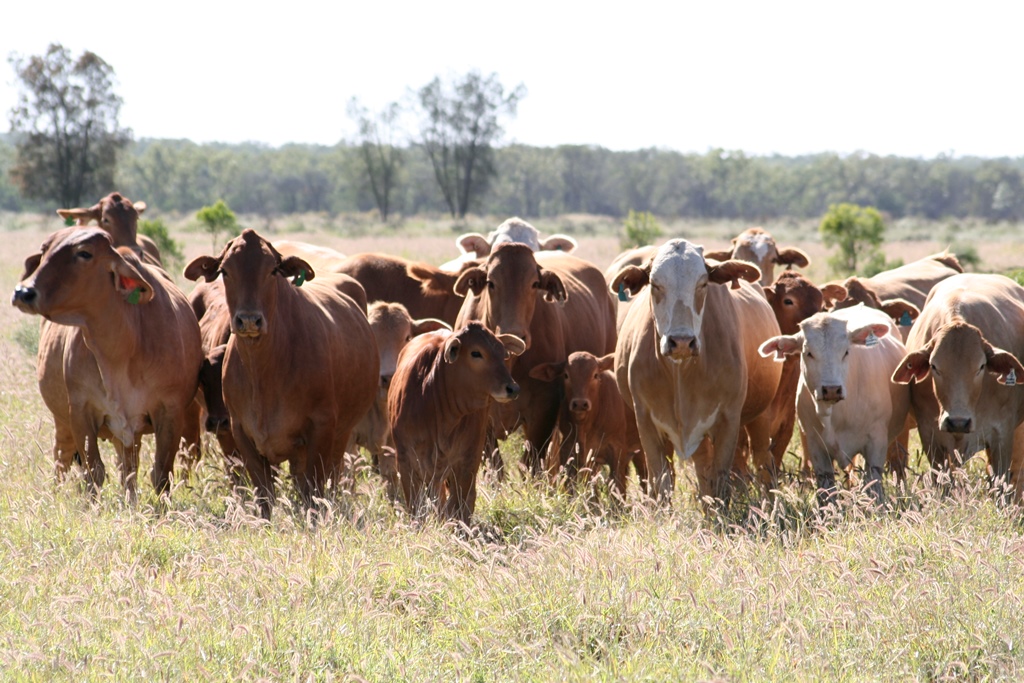 A mob of gorgeous cows and calves.