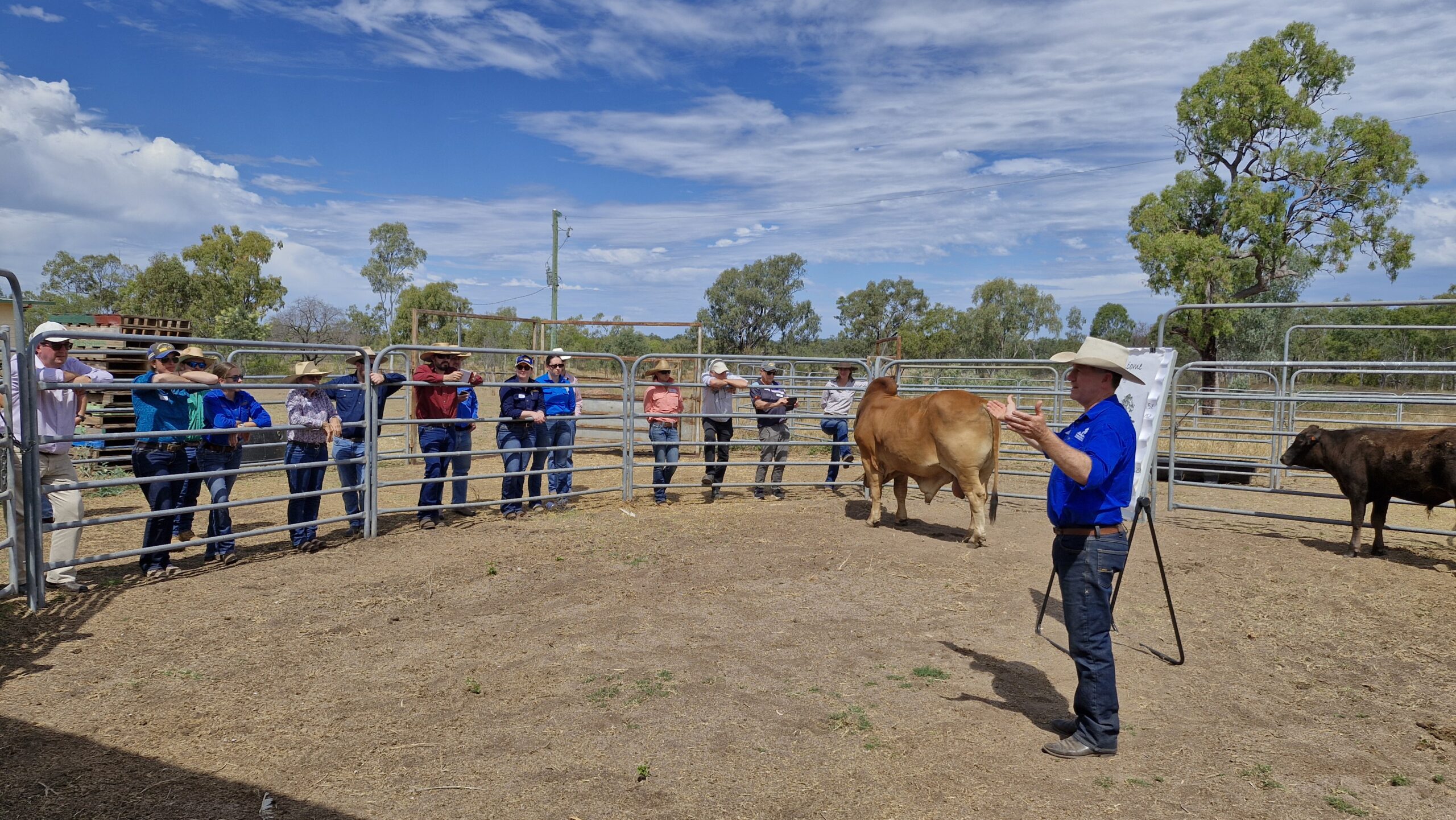 Man standing in a cattle yard with a flip chart and cattle speaking to a crowd.