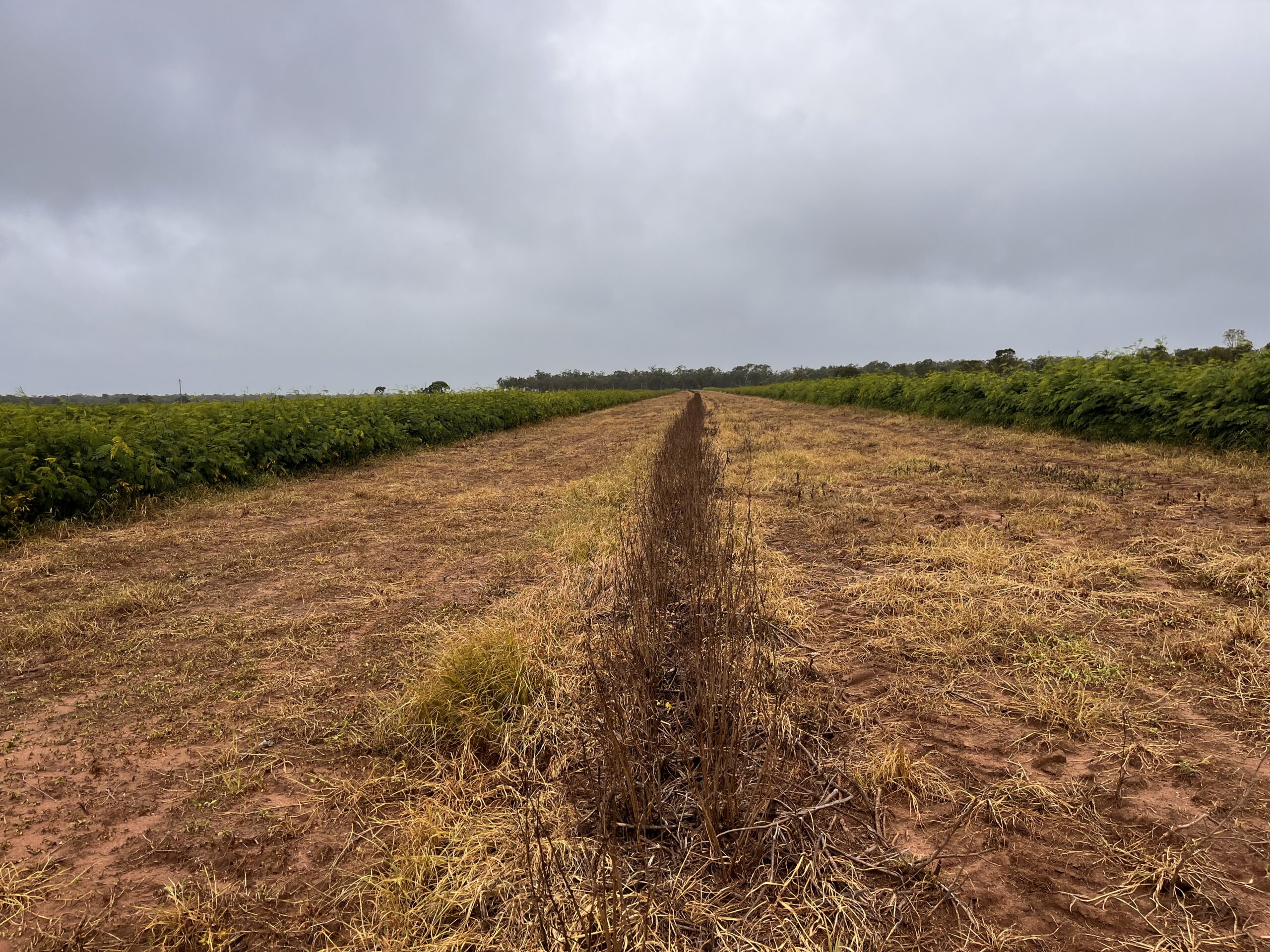 Row of leucaena mulched to the ground with dead grass in the interrows.