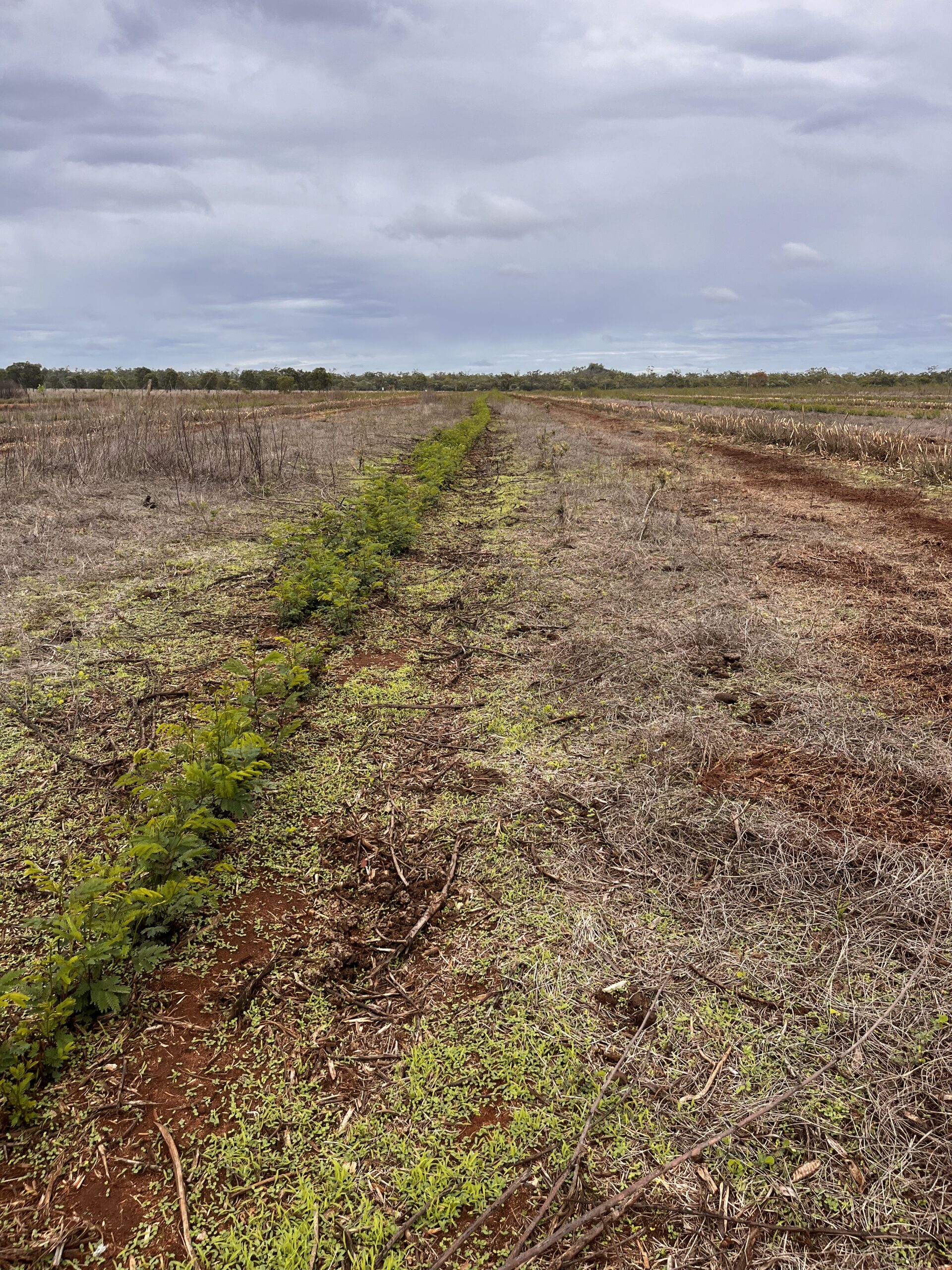 Row of leucaena mulched to the ground.