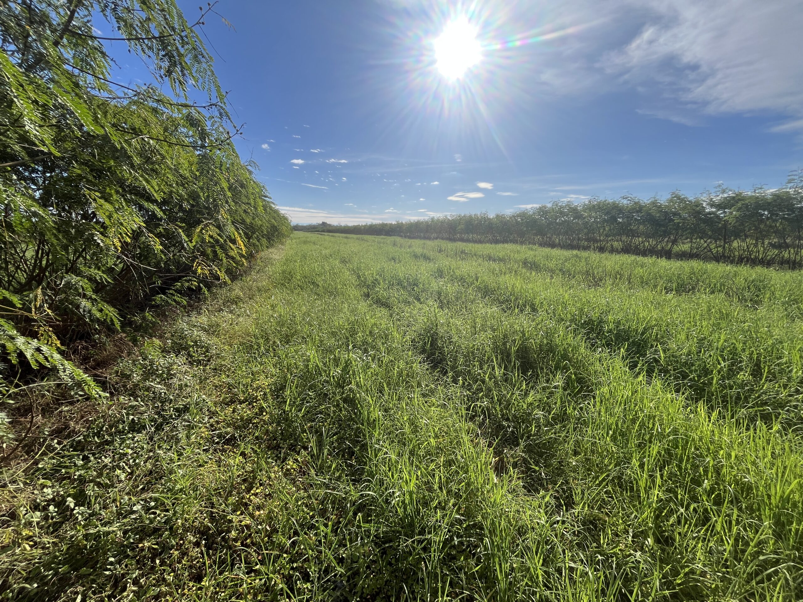 Paddock of leucaena with fresh grass growing in the inter row spaces.