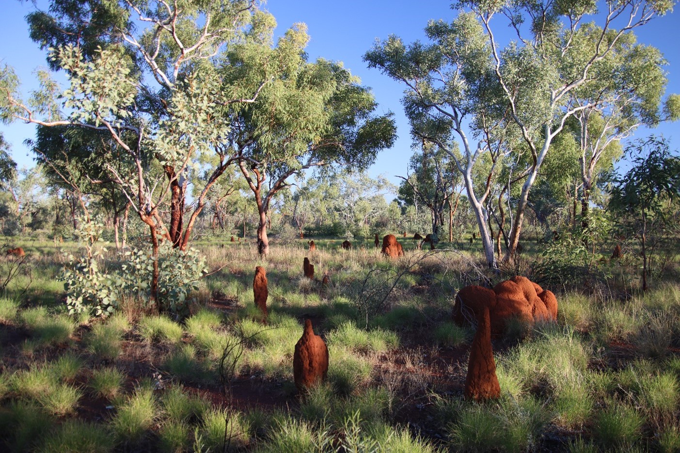 A beautiful landscape scene of grey gum trees and red termite mounds surrounded by spinifex.