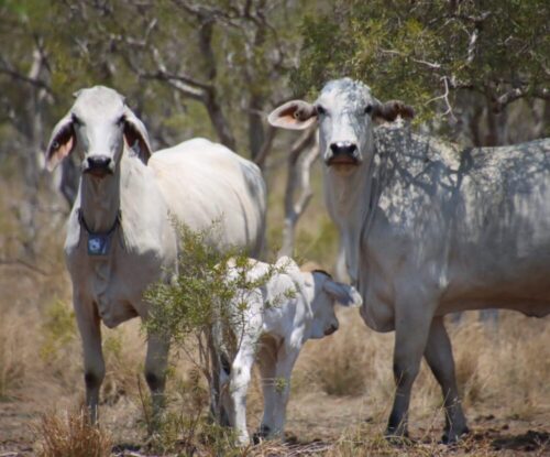 Cows in the SmartStation project, Department of Agriculture and Fisheries, NT