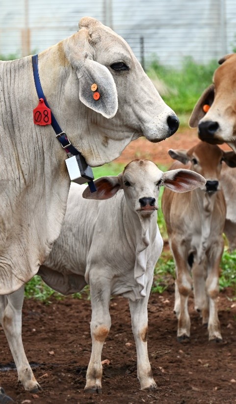 Cow with collar on and calf at foot.