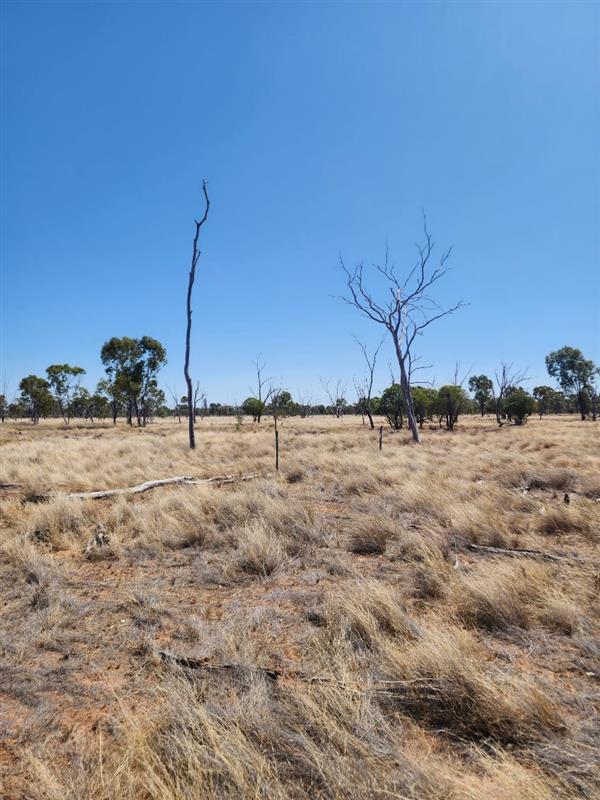 Dry grass with some dead trees and blue sky