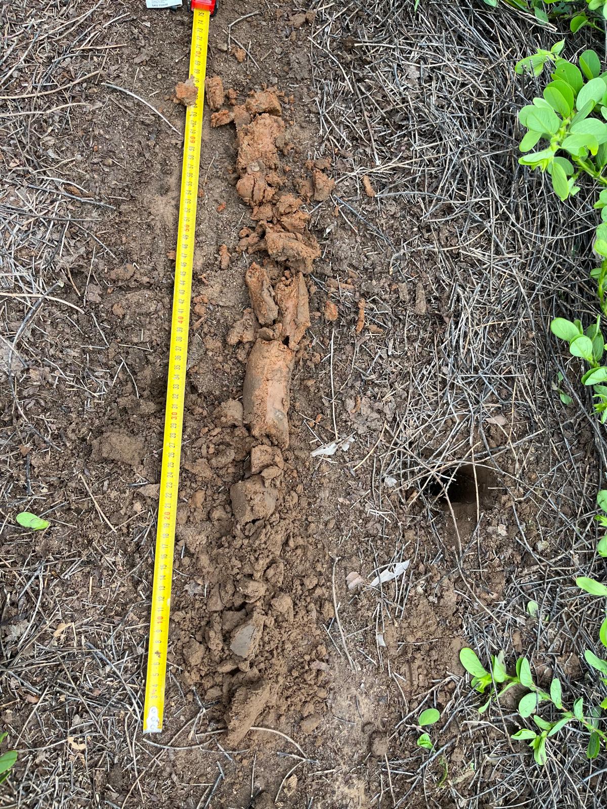 Soil core laid out on the ground beside a tape measure