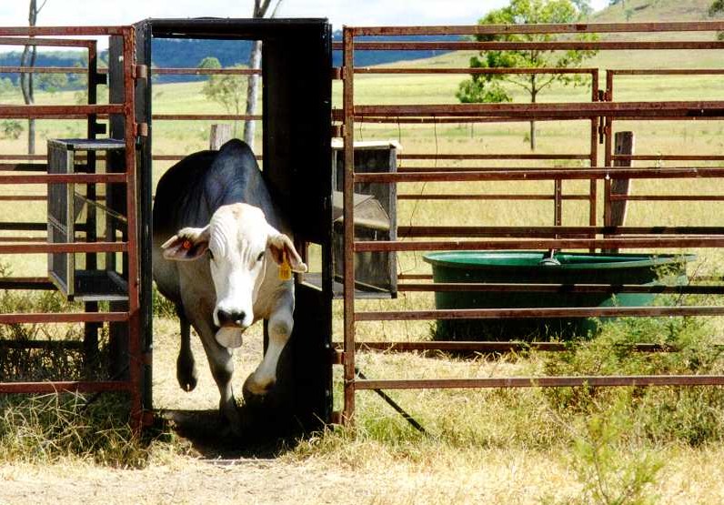 A cow walking through the DPI buffalo fly tunnel.